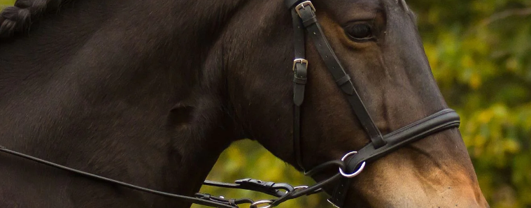 different types of bitless bridles