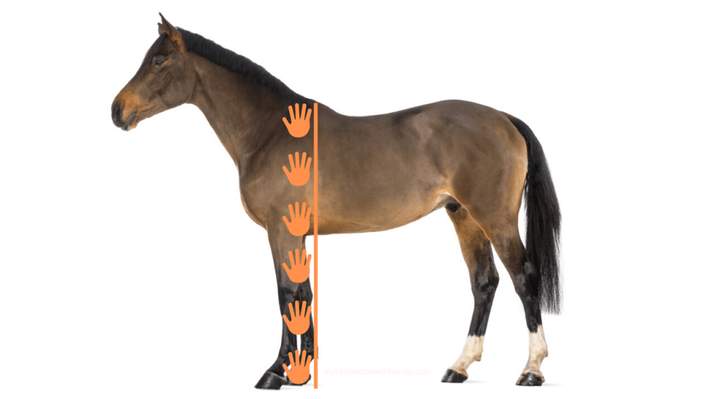 Practical Cotton  Horse Connection - The Horse Connection In