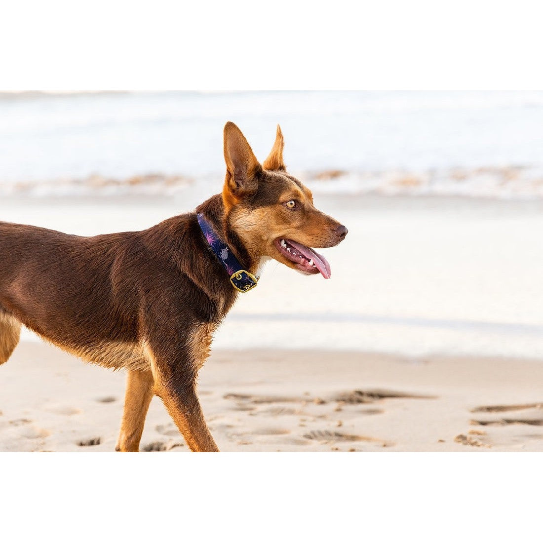 Anipal branded collar on attentive dog standing at beach.