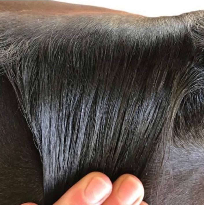Hairy Pony Taming Wax-Ascot Saddlery-The Equestrian