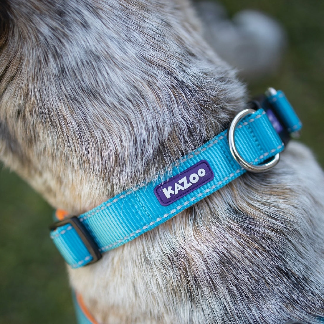 Kazoo Dog Collar Active Adjustable Ocean Sunrise-Ascot Saddlery-The Equestrian