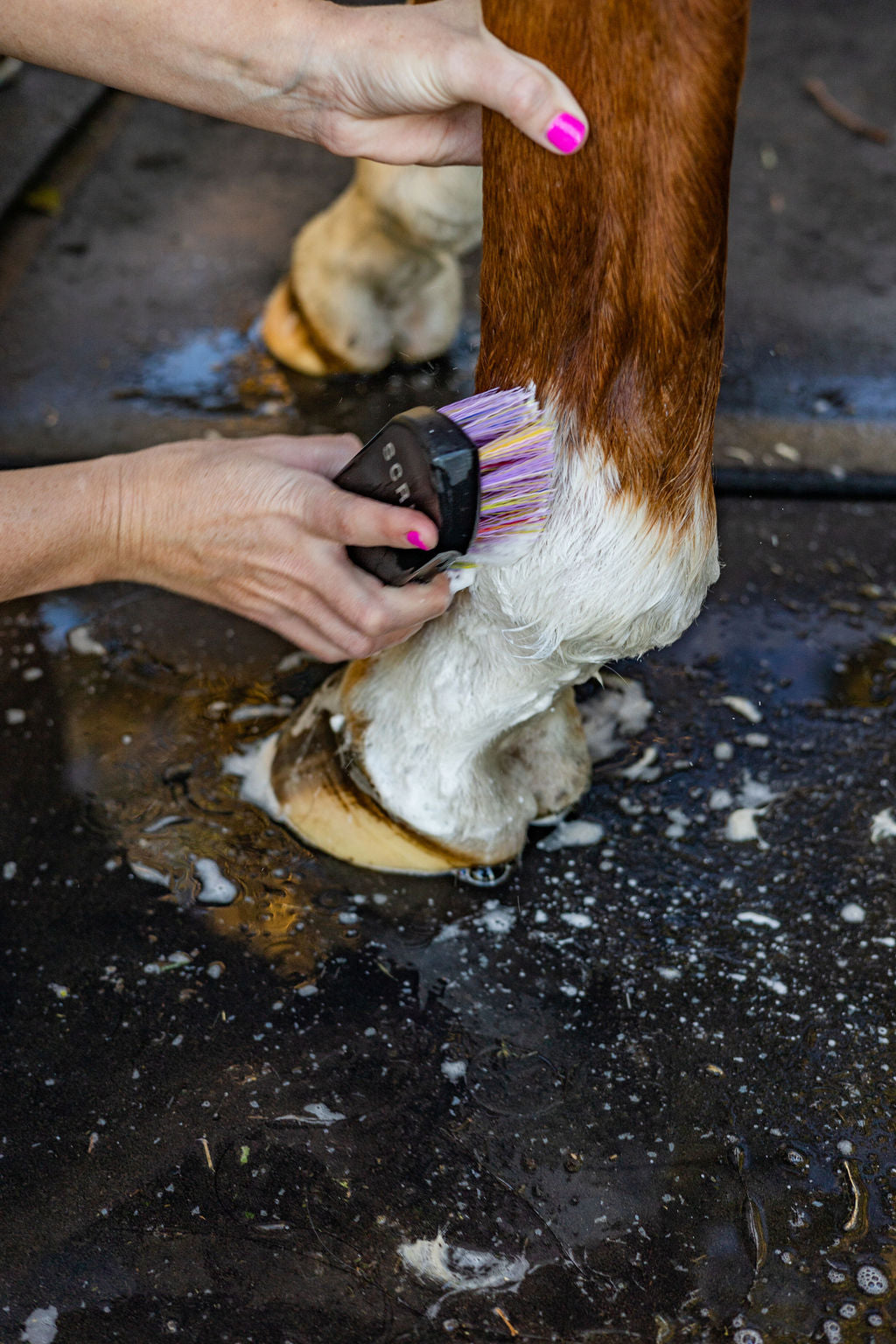 GeeGee COLLECTIVE | 'Scrub' Brush-Ippico Equestrian-The Equestrian