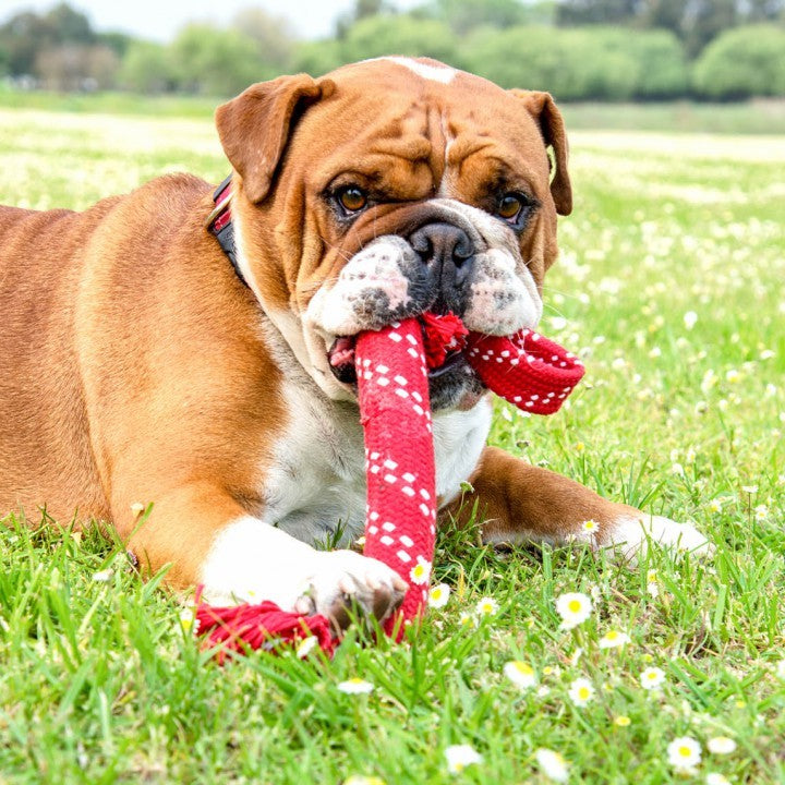 Bulldog with a red Rogz toy lying on grass.