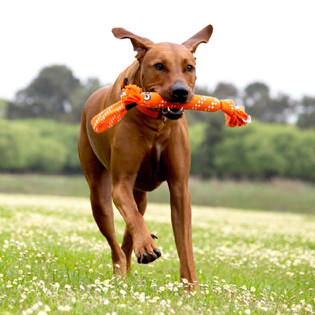 Dog carrying an orange Rogz toy in a flower field.