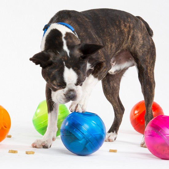 Dog playing with a blue Rogz ball among colorful toys.