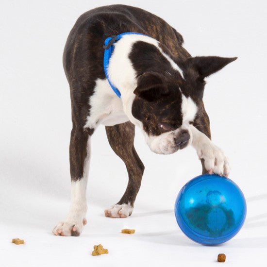 Dog playing with blue Rogz ball, treats scattered around.