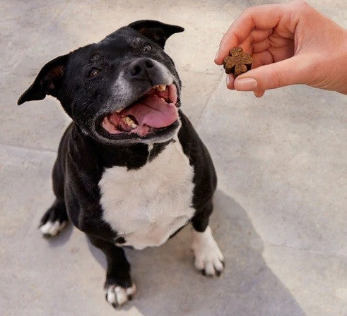 Happy dog anticipating Zamipet treat from owner's hand, training model.