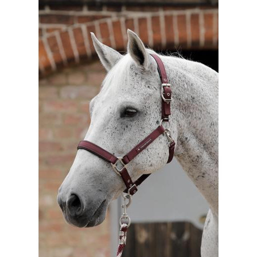 Premier Equine Plain Padded Headcollar-Southern Sport Horses-The Equestrian