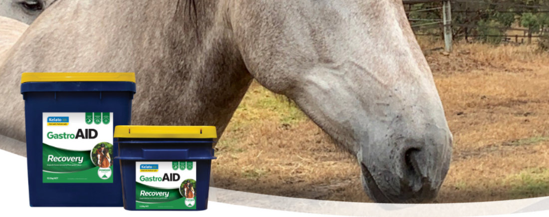 a horse using Kelato Gastro Aid