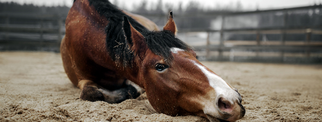 What Is Sand Colic In Horses - Prevention & Treatment