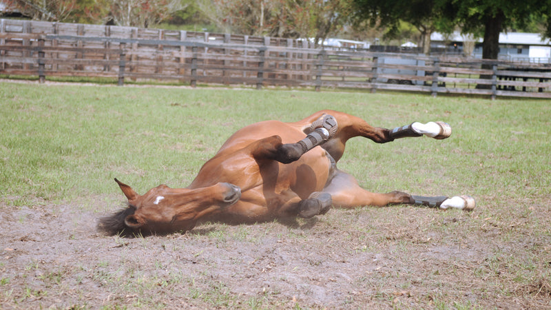 horse rolling with colic