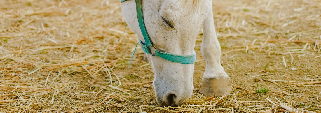 Understanding Laminitis In Horses & Ponies