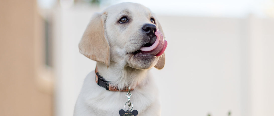 how to size a dog collar