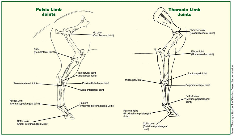 chart of horse joints