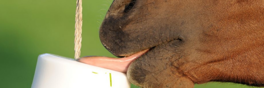 a horse licking a salt lick