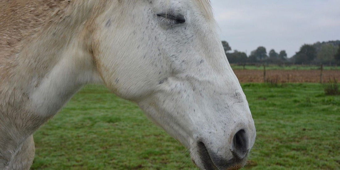 a white horse asleep while standing