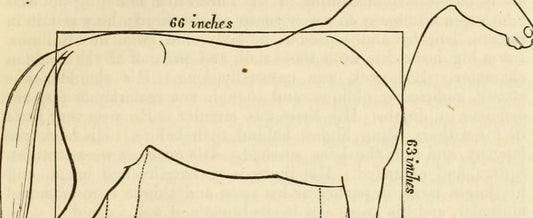 a old image of measuring a horse