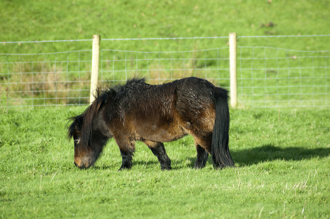 an overweight horse in a paddock