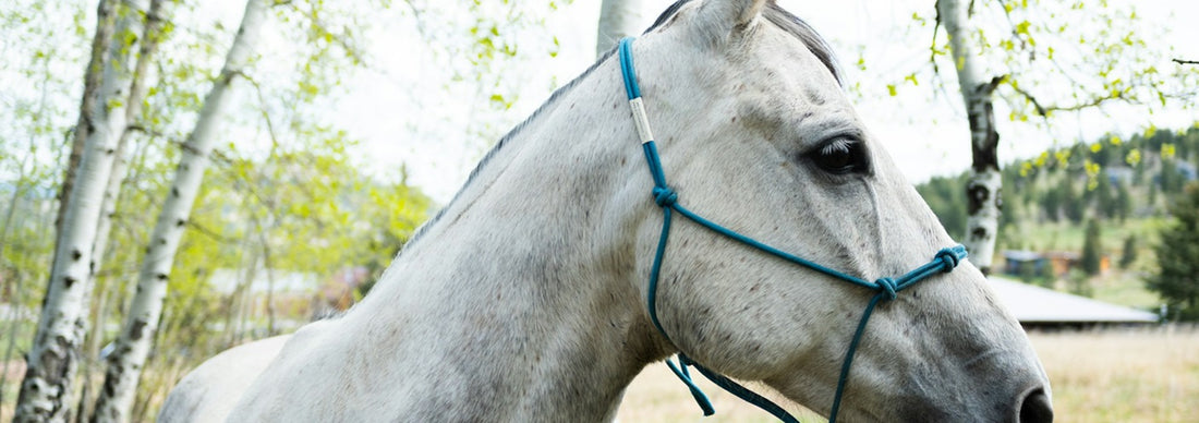 a grey horse with a fitted rope halter