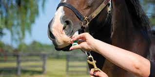 worming horses
