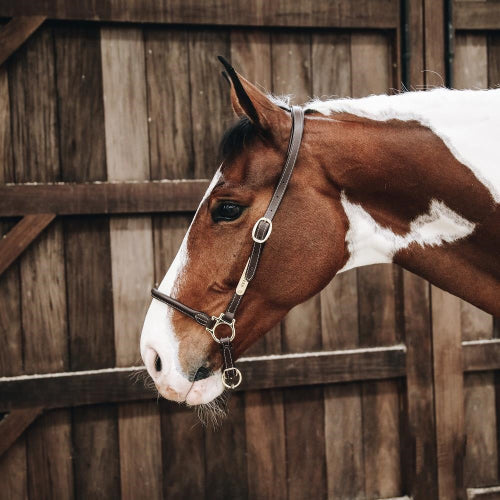 Kentucky Horsewear Leather Grooming Halter