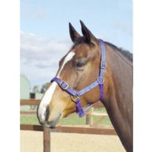 Foal Headstall Webbing Navy