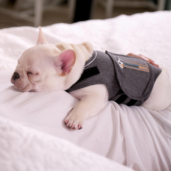 Thunder Anxiety Dog Shirt [:large]