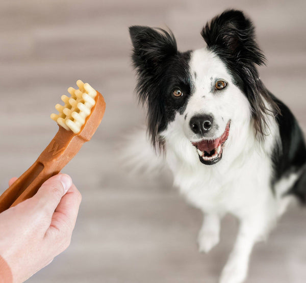 Whimzees Treat Toothbrush Star Value Bag 48 [:extra Small]