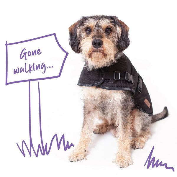 Kazoo Dog Rug Adventure Black [:53.0cm]