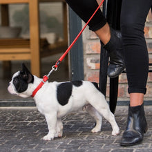 Rogz Dog Leash Leather Lime [:large]