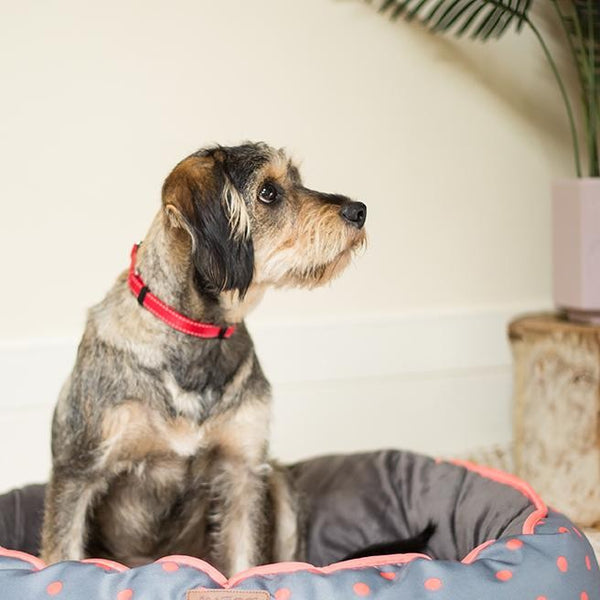 Kazoo Dog Collar Classic Adjustable Red [:extra Large]