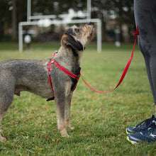 Kazoo Dog Leash Classic Red 1200mm [:15mm]