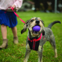 Kazoo Harness Classic Red [:large/extra Large]