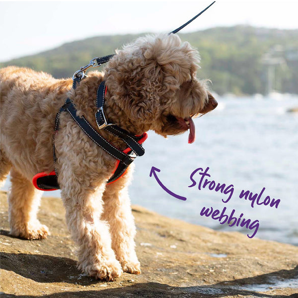 Kazoo Dog Leash Active Slate & Orange 1200mm [:15mm]