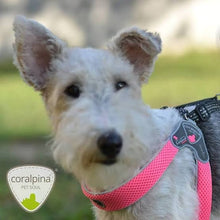 Coralpina Harness Cinquetorri Light Grey [:4]