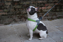 Coralpina Harness Cinquetorri Light Grey [:6]