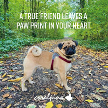 Coralpina Harness Cinquetorri Light Grey [:6]