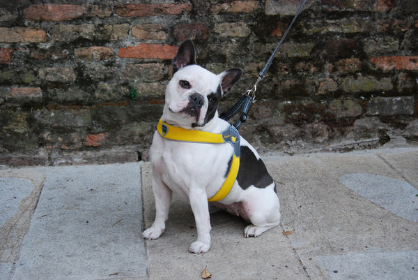 Harness Dog Coralpina Cinquetorri Turquoise