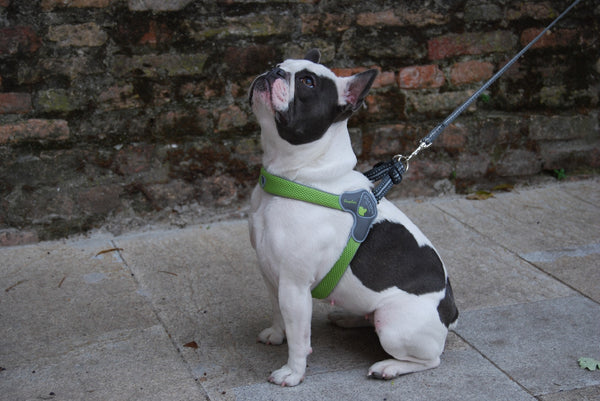 Coralpina Harness Cinquetorri Black [:7]