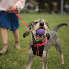 Kazoo Dog Leash Classic Red 1800mm [:15mm]