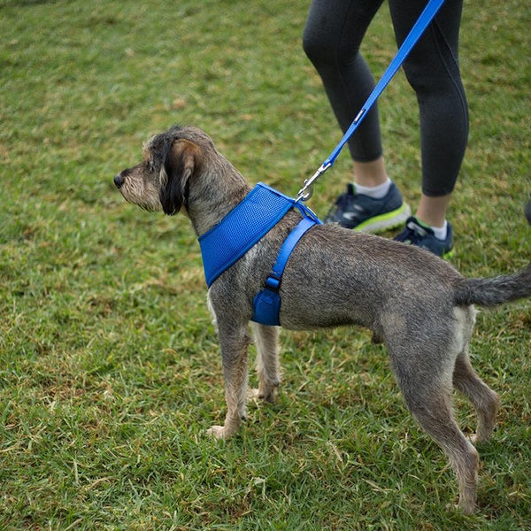 Kazoo Harness Soft Classic Blue [:xxs]