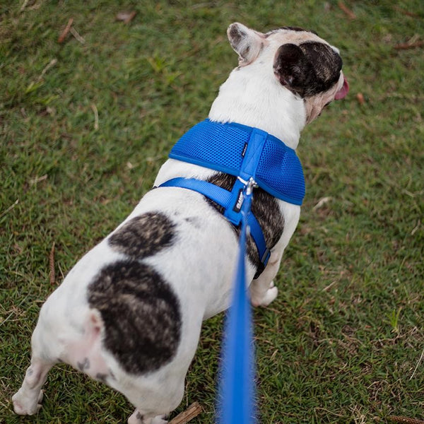Kazoo Harness Soft Classic Blue [:xxs]