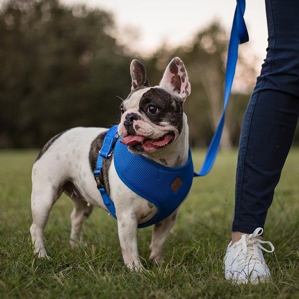 Kazoo Harness Soft Classic Blue [:xxs]