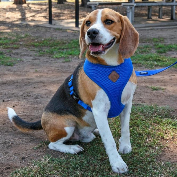 Kazoo Harness Soft Classic Blue [:xxs]