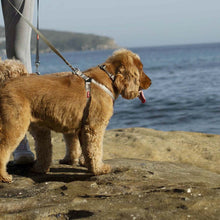 Kazoo Dog Leash Active Silver & Pink 1800mm [:15mm]