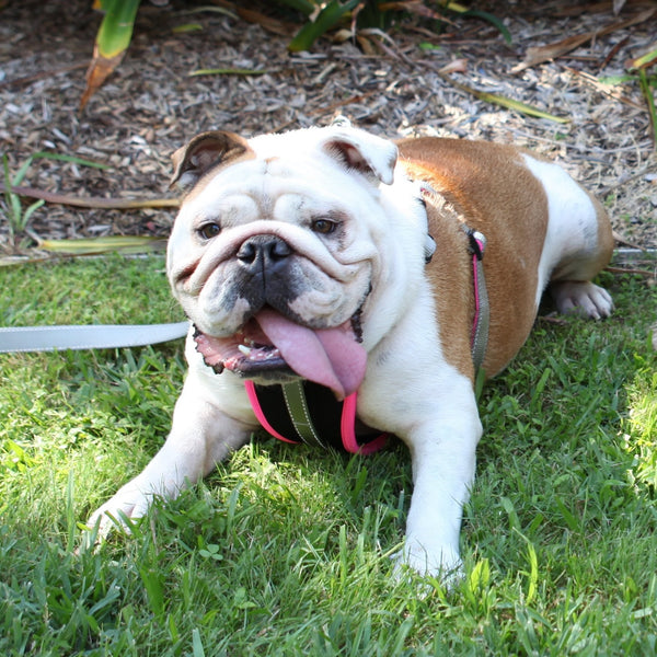 Kazoo Harness Active Silver & Pink [:large/extra Large]