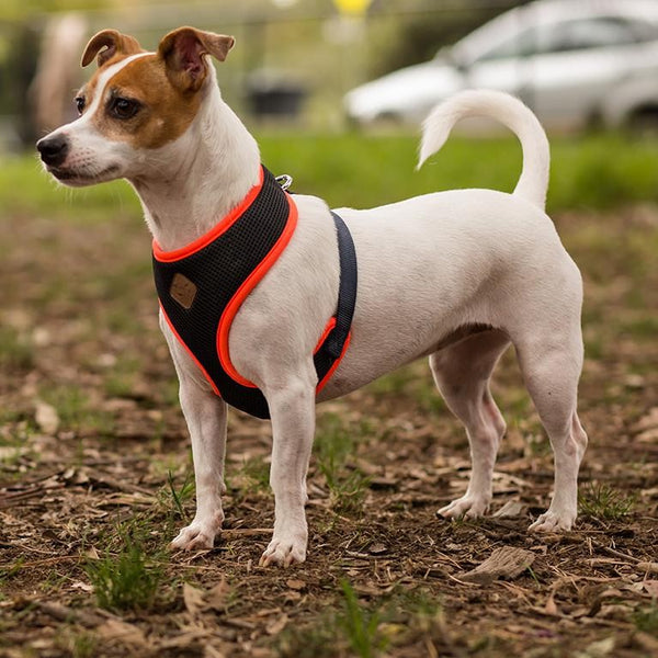 Kazoo Harness Active Slate & Orange [:xxs]