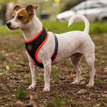 Kazoo Harness Active Slate & Orange [:xxs]