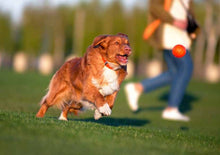 Sassbai Toy Liker Ball [:5cm]