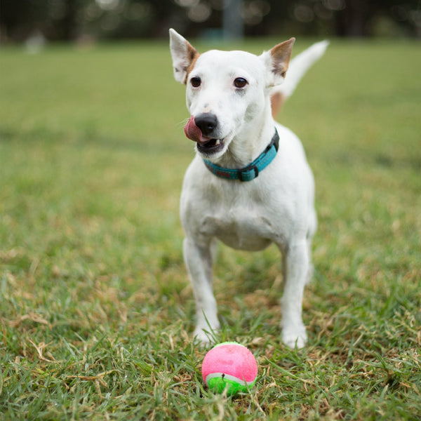 Kazoo Dog Toy Tennis Ball [:large]